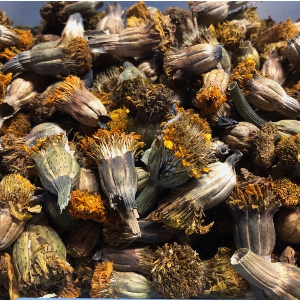 Giant African Marigold Orange Yellow DRIED SEED HEADS Organic 2024~ 1/2 oz